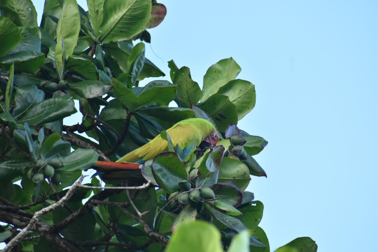 Casa Turtle Bogue Hotel Tortuguero Ngoại thất bức ảnh