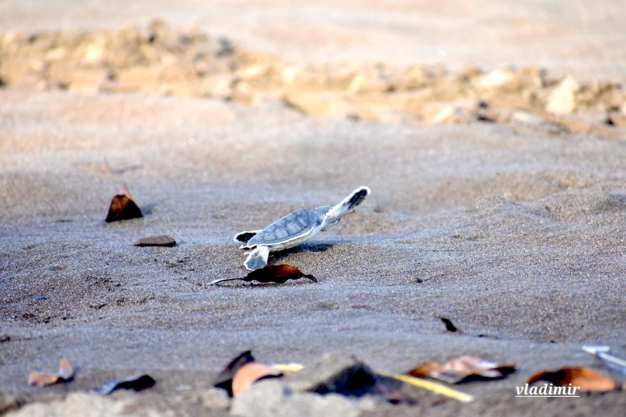 Casa Turtle Bogue Hotel Tortuguero Ngoại thất bức ảnh